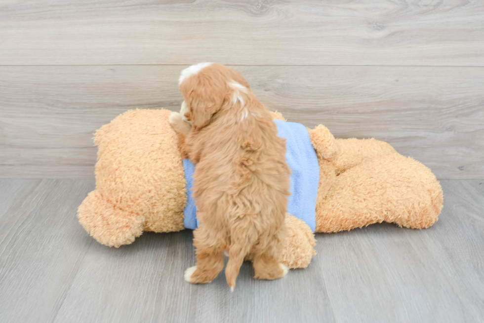 Playful Cavoodle Poodle Mix Puppy