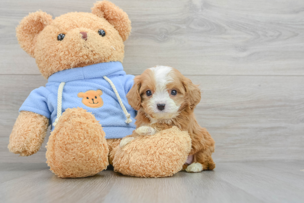 Cavapoo Pup Being Cute