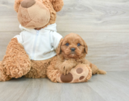 7 week old Cavapoo Puppy For Sale - Florida Fur Babies