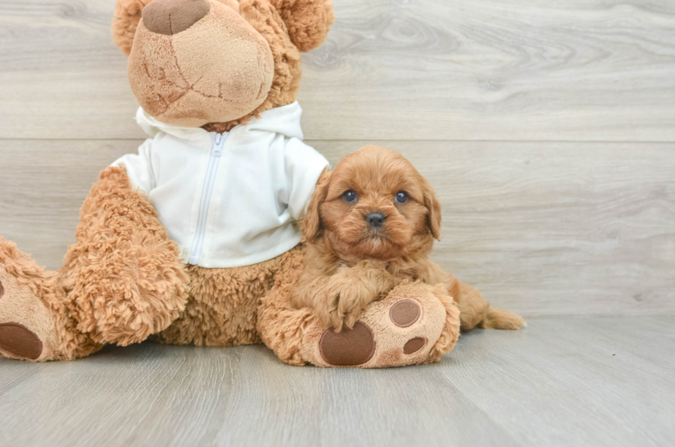 6 week old Cavapoo Puppy For Sale - Florida Fur Babies