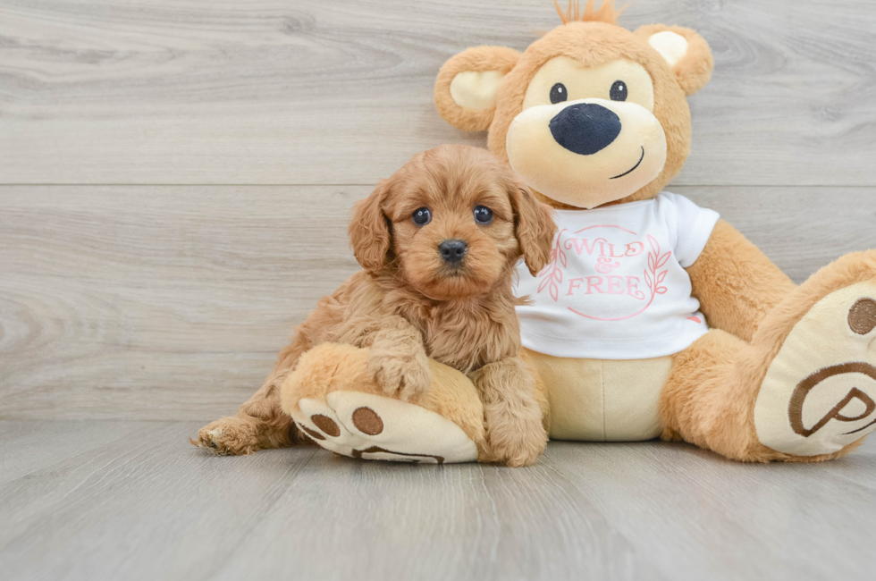 5 week old Cavapoo Puppy For Sale - Florida Fur Babies