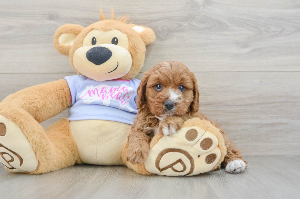 6 week old Cavapoo Puppy For Sale - Florida Fur Babies