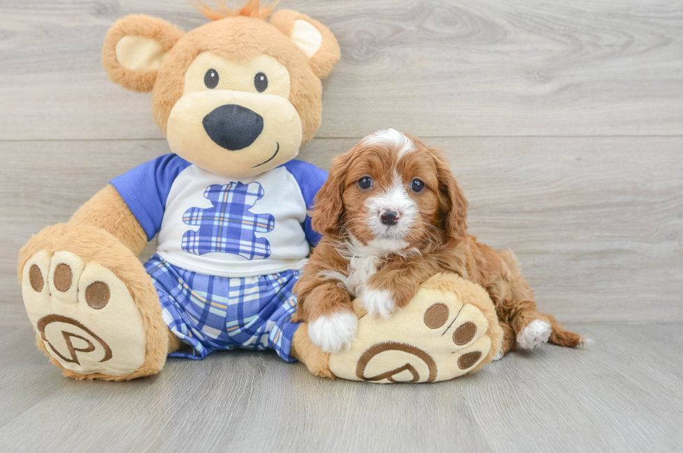 5 week old Cavapoo Puppy For Sale - Florida Fur Babies