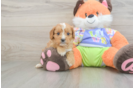 Adorable Cavalier King Charles Spaniel and Poodle Mix Poodle Mix Puppy
