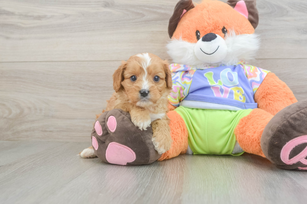 Adorable Cavalier King Charles Spaniel and Poodle Mix Poodle Mix Puppy