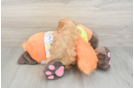 Funny Cavapoo Poodle Mix Pup