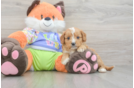 Cavapoo Puppy for Adoption