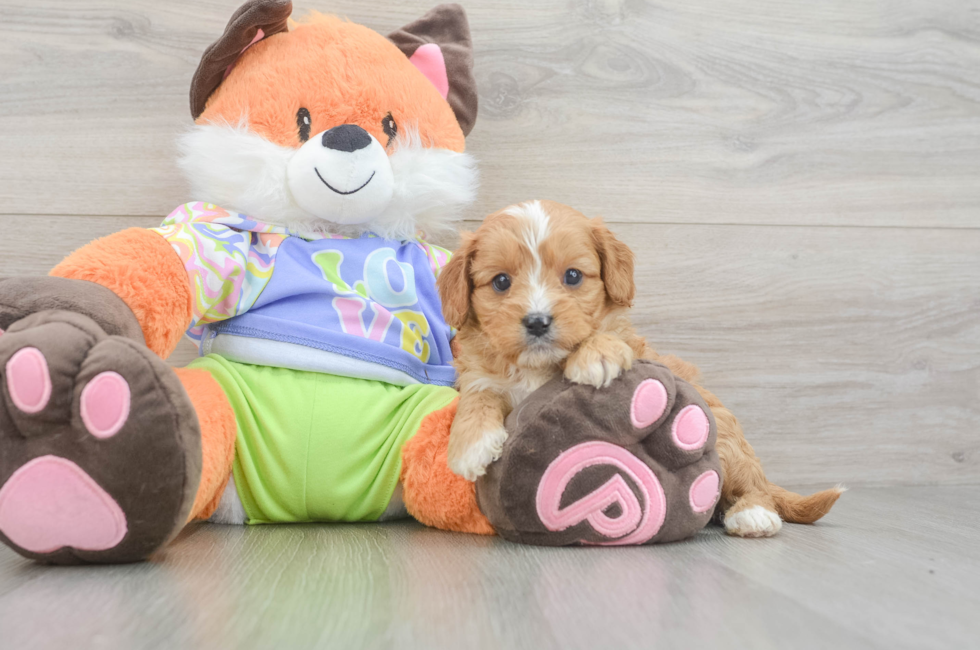6 week old Cavapoo Puppy For Sale - Florida Fur Babies