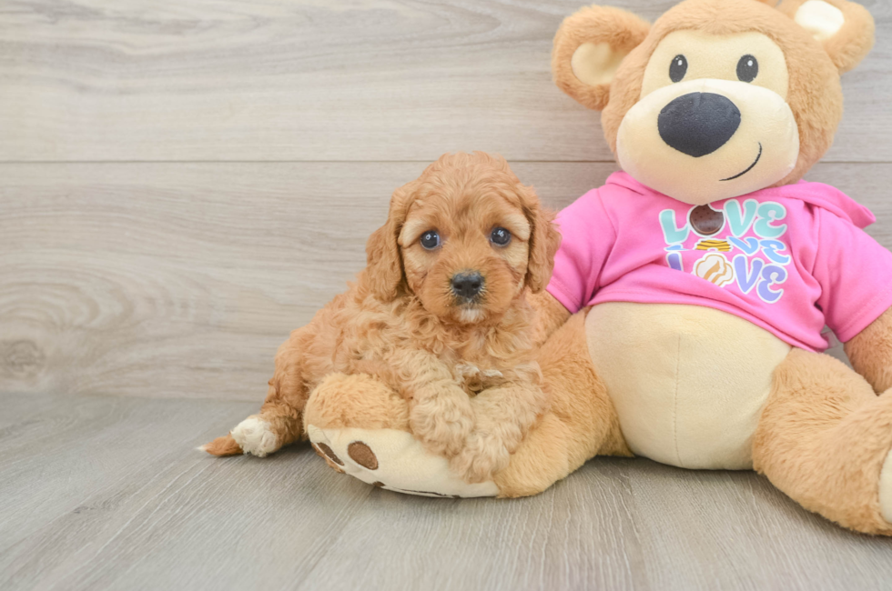 5 week old Cavapoo Puppy For Sale - Florida Fur Babies