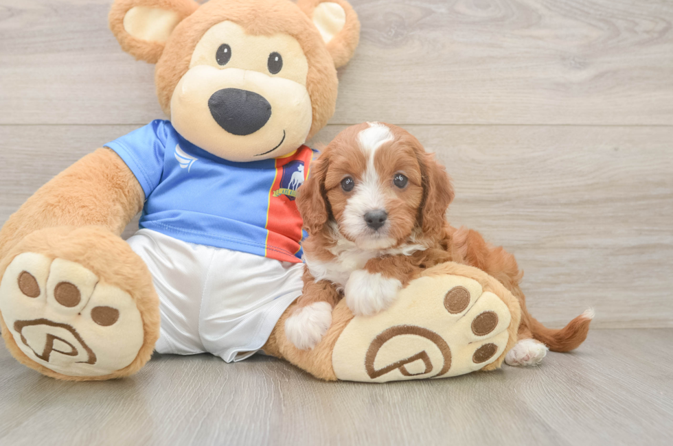 5 week old Cavapoo Puppy For Sale - Florida Fur Babies