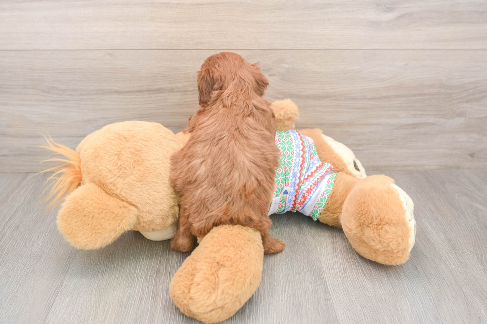 Cavapoo Pup Being Cute