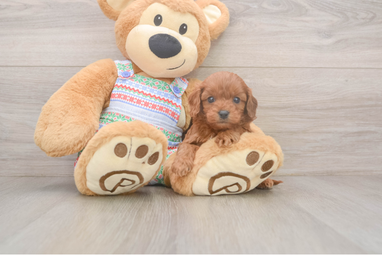 Best Cavapoo Baby