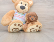 9 week old Cavapoo Puppy For Sale - Florida Fur Babies