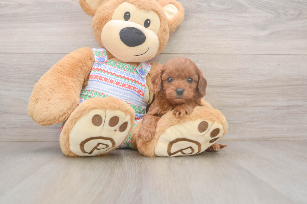 Best Cavapoo Baby
