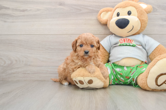 Happy Cavapoo Baby
