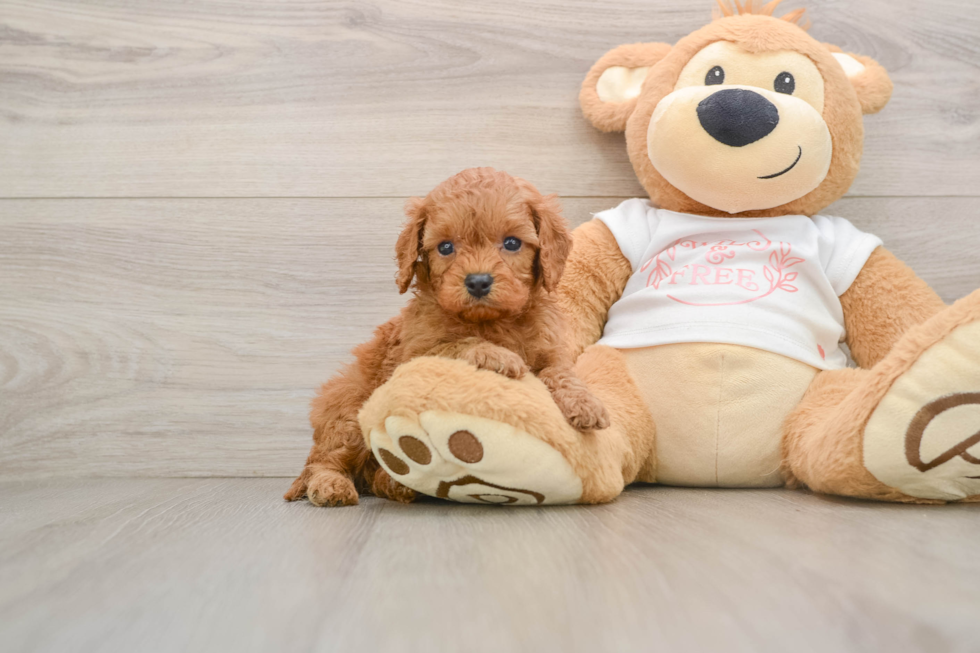 Best Cavapoo Baby