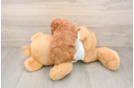 Petite Cavapoo Poodle Mix Pup