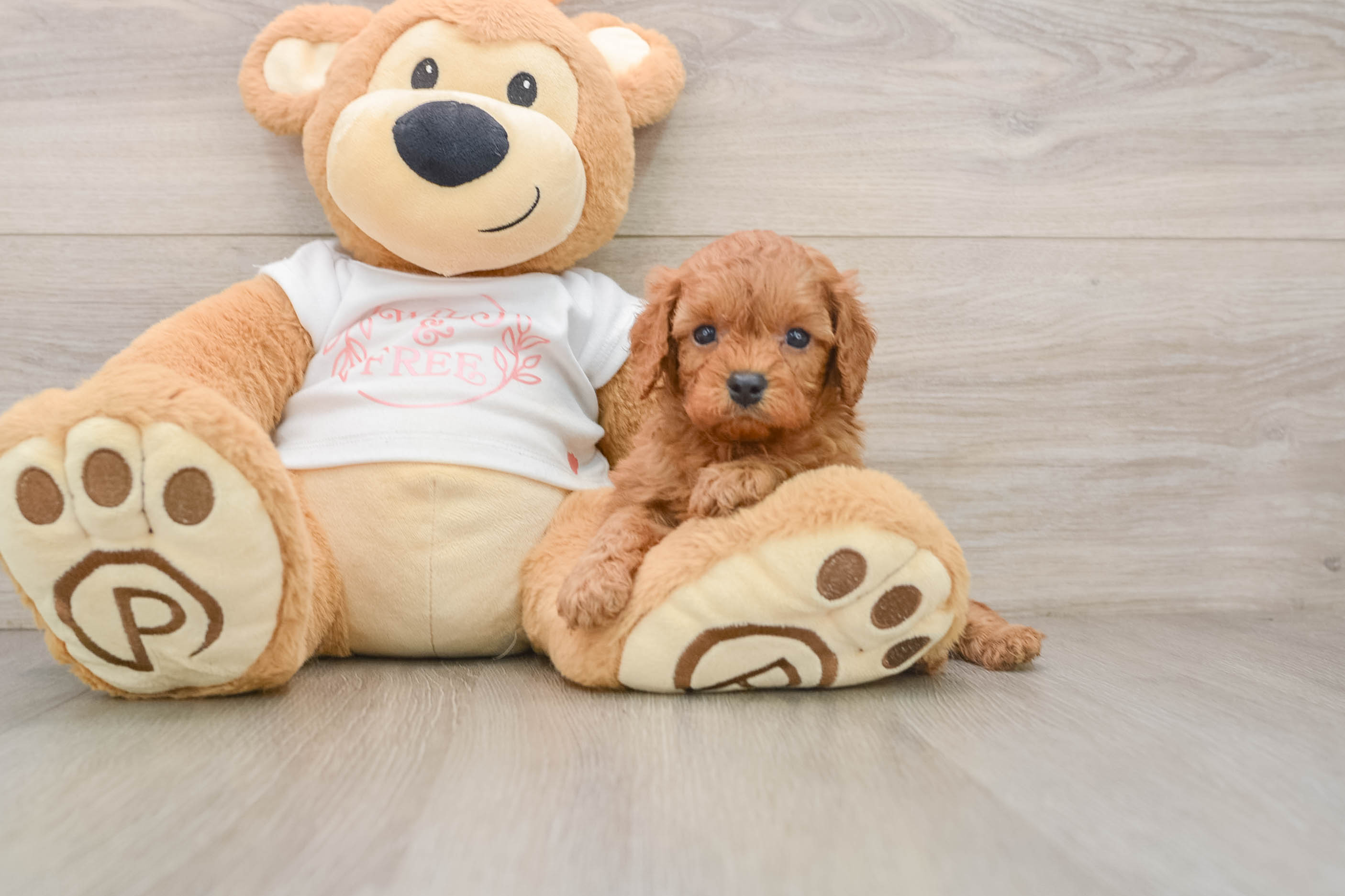Cavapoo Pup Being Cute