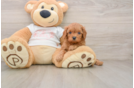 Cavapoo Pup Being Cute