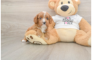 Energetic Cavoodle Poodle Mix Puppy