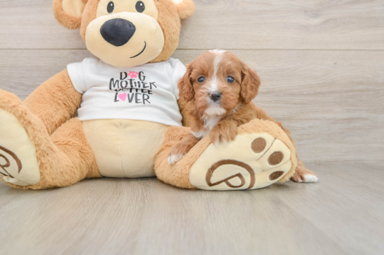 Cavapoo Puppy for Adoption
