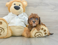 8 week old Cavapoo Puppy For Sale - Florida Fur Babies