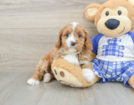 8 week old Cavapoo Puppy For Sale - Florida Fur Babies