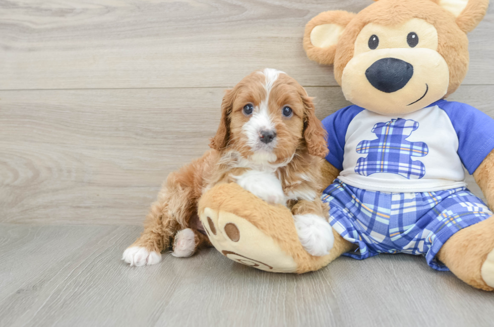 5 week old Cavapoo Puppy For Sale - Florida Fur Babies