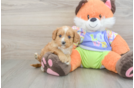 Energetic Cavoodle Poodle Mix Puppy