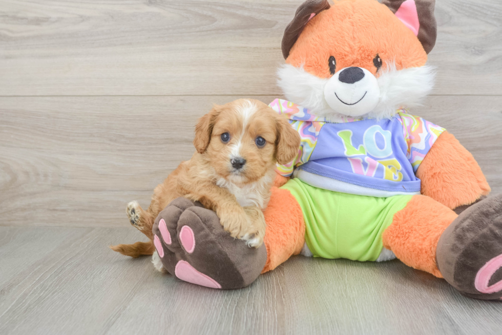 Energetic Cavoodle Poodle Mix Puppy