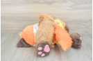 Sweet Cavapoo Baby