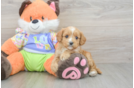 Fluffy Cavapoo Poodle Mix Pup