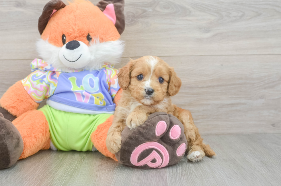 6 week old Cavapoo Puppy For Sale - Florida Fur Babies