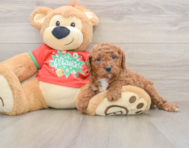 9 week old Cavapoo Puppy For Sale - Florida Fur Babies