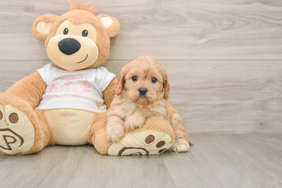 Small Cavapoo Baby