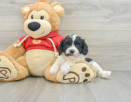 7 week old Cavapoo Puppy For Sale - Florida Fur Babies