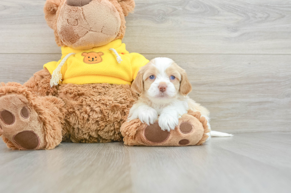 7 week old Cavapoo Puppy For Sale - Florida Fur Babies