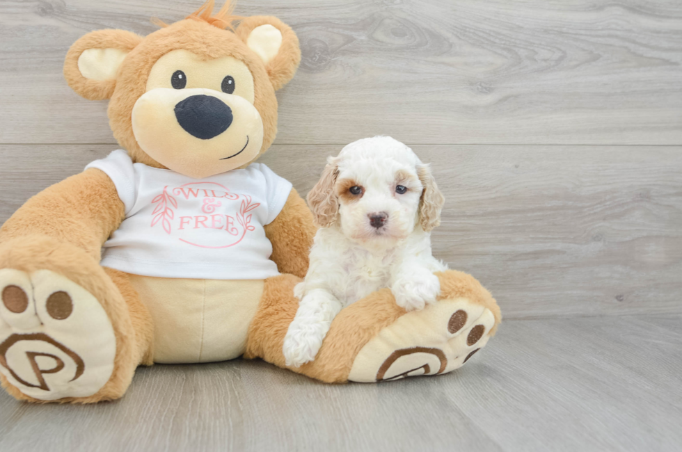 6 week old Cavapoo Puppy For Sale - Florida Fur Babies