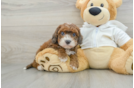 Best Cavapoo Baby