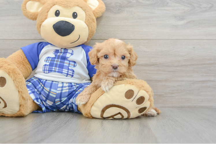 Fluffy Cavapoo Poodle Mix Pup