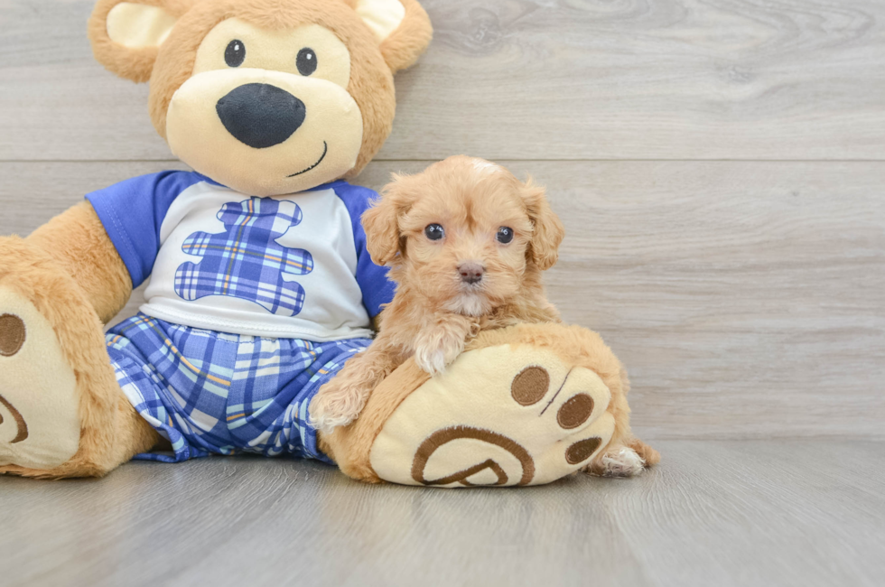 7 week old Cavapoo Puppy For Sale - Florida Fur Babies