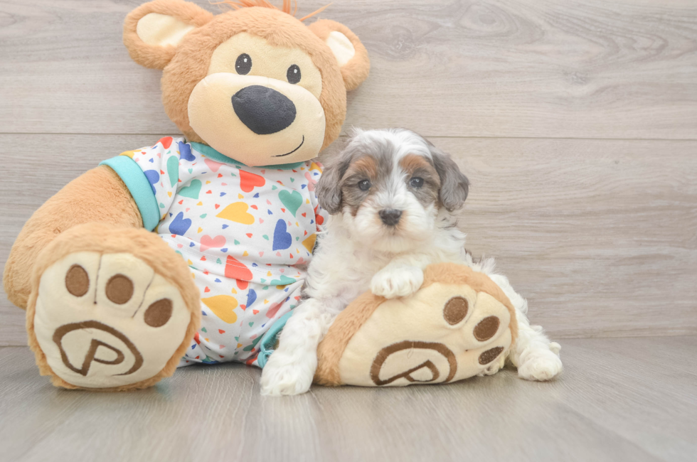 5 week old Cavapoo Puppy For Sale - Florida Fur Babies