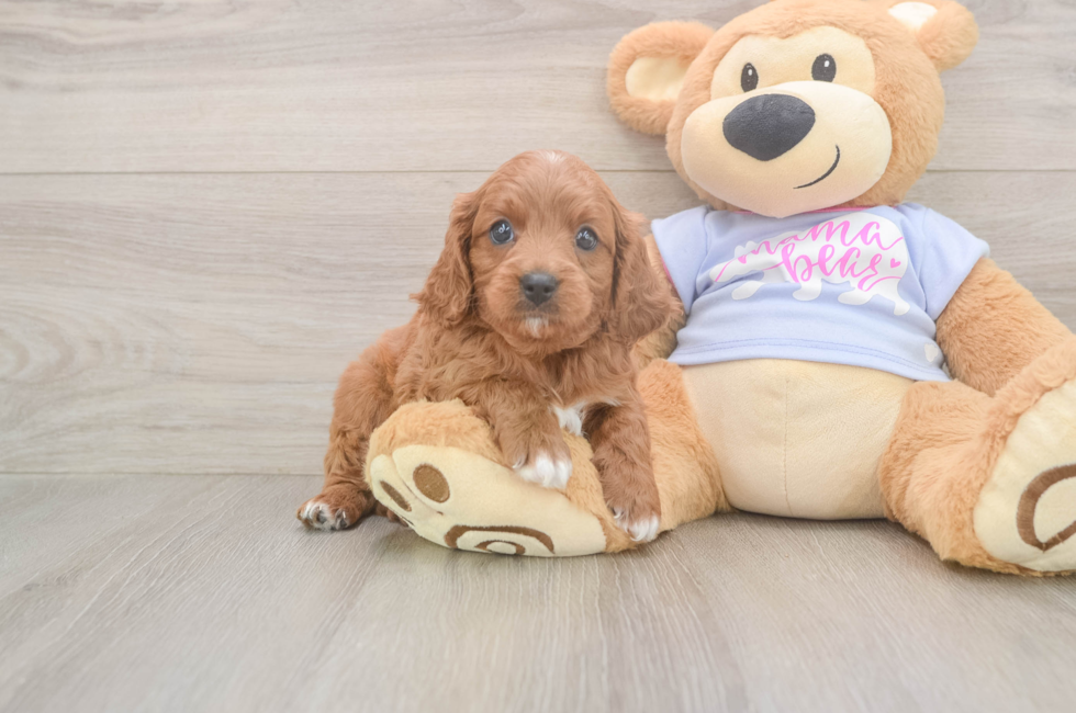 5 week old Cavapoo Puppy For Sale - Florida Fur Babies