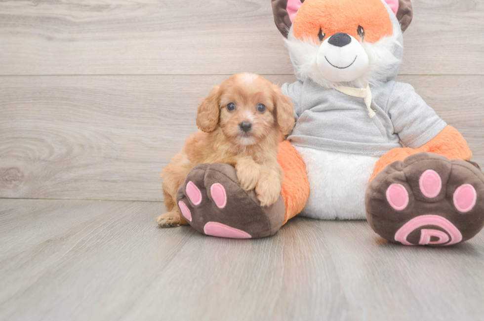 5 week old Cavapoo Puppy For Sale - Florida Fur Babies