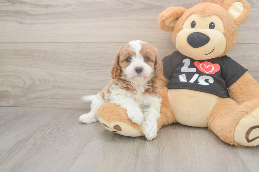 Cavapoo Puppy for Adoption