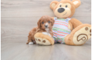 Cavapoo Puppy for Adoption