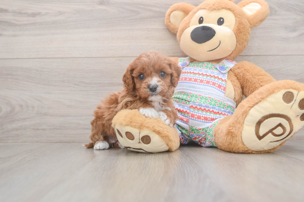 Cavapoo Puppy for Adoption