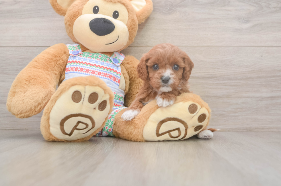 5 week old Cavapoo Puppy For Sale - Florida Fur Babies
