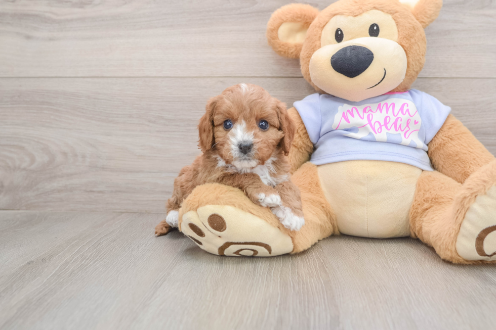 Cavapoo Pup Being Cute