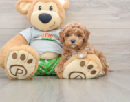 8 week old Cavapoo Puppy For Sale - Florida Fur Babies